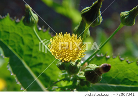 花葉滇苦菜 花葉滇苦菜 72007341