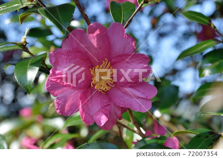 Sasanqua花 Sasanqua花 72007354