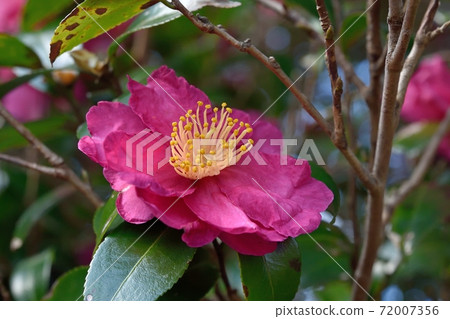 Sasanqua花 Sasanqua花 72007356