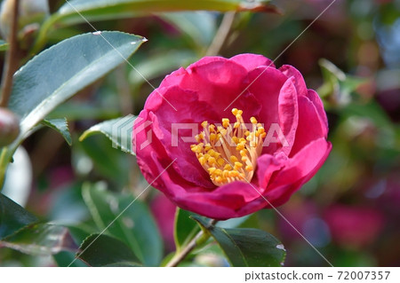 Sasanqua花 Sasanqua花 72007357
