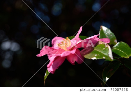 Sasanqua花 72007358