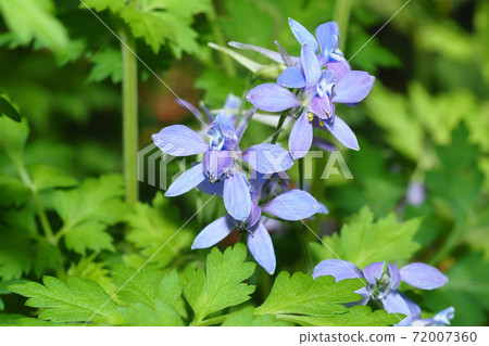 檸檬植物群花 檸檬植物群花 72007360