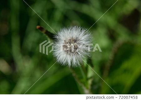 Fluff of Oninoshi 72007458