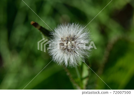 Oninoshi的絨毛 72007500