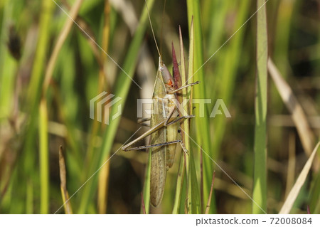 Kubikirisugisu 72008084