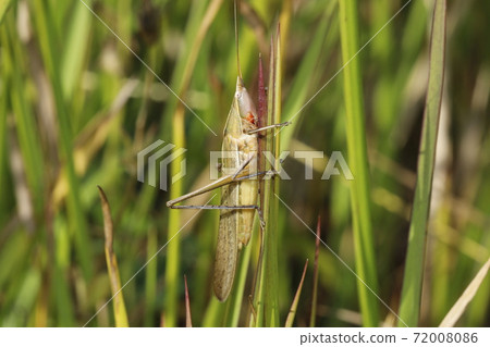 Kubikirisugisu Kubikirisugisu 72008086