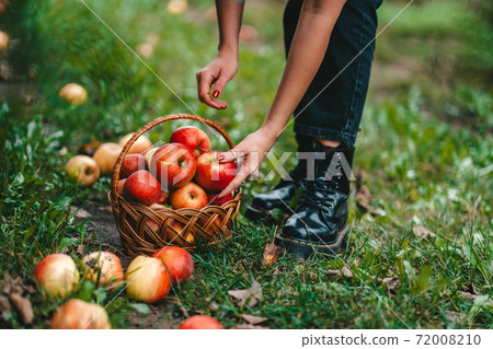 Unrecognizable woman picking up ripe red apple fruits in green garden. Organic lifestyle Unrecognizable woman picking up ripe red apple fruits in green garden. Organic lifestyle 72008210