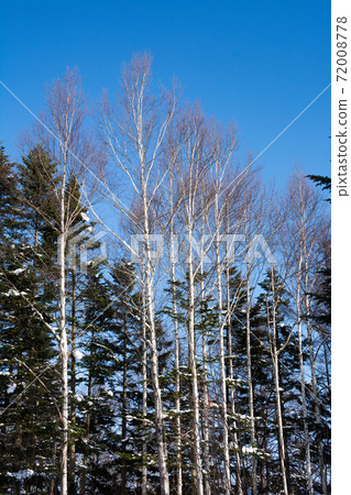 Winter birch trees, pine forests and blue sky Winter birch trees, pine forests and blue sky 72008778