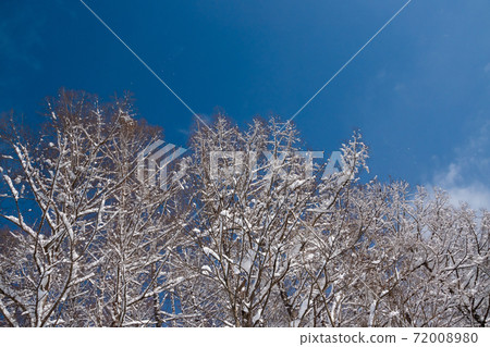 冬季灌木叢和藍藍的天空 冬季灌木叢和藍藍的天空 72008980