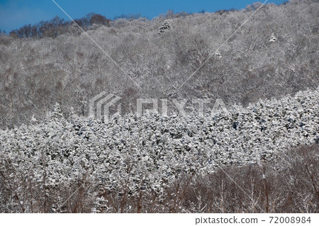 冰雪覆蓋的冬季森林 72008984