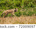 Coyote in California, USA 72009097
