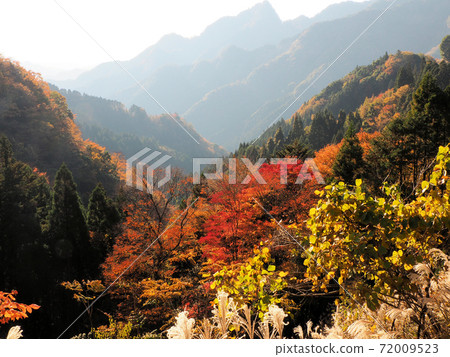 Autumn leaves of Ryugaiwa Autumn leaves of Ryugaiwa 72009523