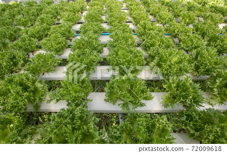 Hydroponics,Organic fresh harvested vegetables,Farmers looking fresh vegetables. 72009618