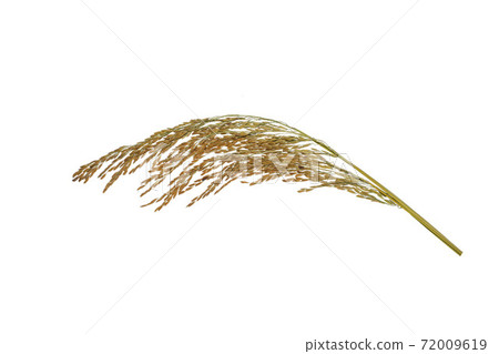 organic paddy rice,ear of paddy, ears of Thai jasmine rice isolated on white background. organic paddy rice,ear of paddy, ears of Thai jasmine rice isolated on white background. 72009619