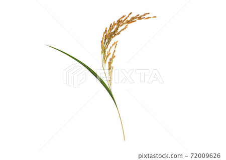 organic paddy rice,ear of paddy, ears of Thai jasmine rice isolated on white background. organic paddy rice,ear of paddy, ears of Thai jasmine rice isolated on white background. 72009626