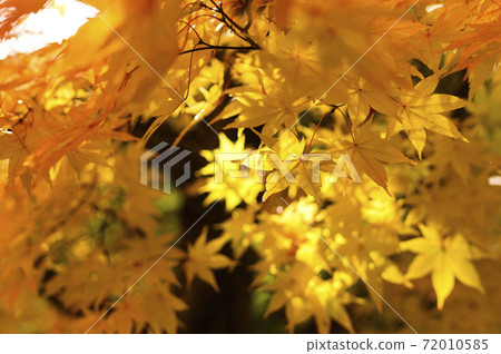 Sunlight leaves and autumn leaves Sunlight leaves and autumn leaves 72010585