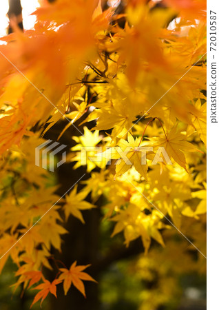 Sunlight leaves and autumn leaves Sunlight leaves and autumn leaves 72010587