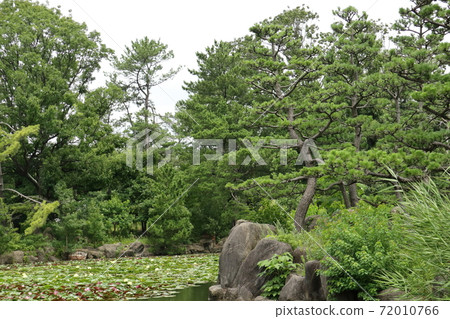 長居植物園松 長居植物園松 72010766