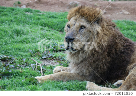 Profile of the lion, king of beasts 72011830