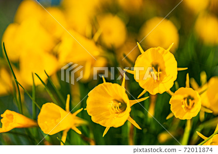 Narcissus Balbocodium flower 72011874