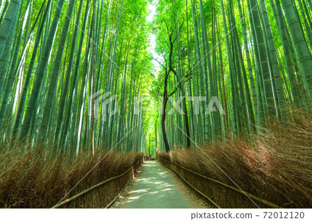《京都府》嵐山竹林小徑 72012120