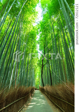 《Kyoto Prefecture》 Bamboo forest small diameter Arashiyama 《Kyoto Prefecture》 Bamboo forest small diameter Arashiyama 72012121