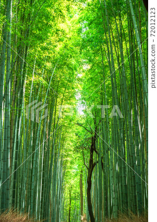 《京都府》嵐山竹林小徑 《京都府》嵐山竹林小徑 72012123