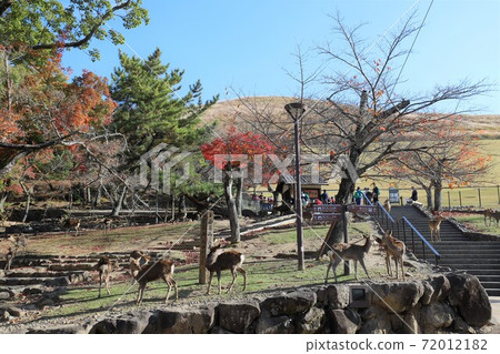奈良公園秋葉 奈良公園秋葉 72012182
