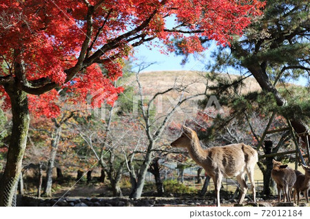 奈良公園秋葉 奈良公園秋葉 72012184