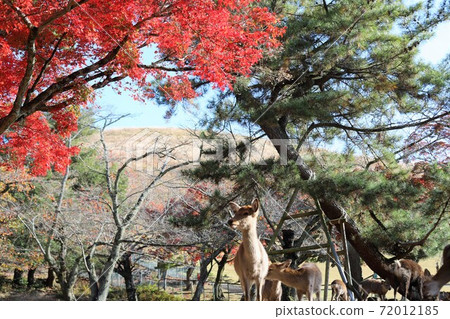 奈良公園秋葉 奈良公園秋葉 72012185