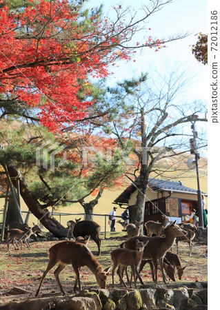 奈良公園秋葉 奈良公園秋葉 72012186