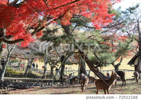奈良公園秋葉 奈良公園秋葉 72012188