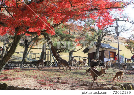 奈良公園秋葉 奈良公園秋葉 72012189