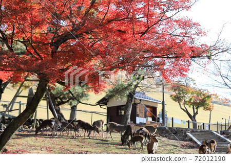 Autumn leaves of Nara Park Autumn leaves of Nara Park 72012190