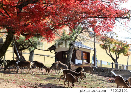 Autumn leaves of Nara Park Autumn leaves of Nara Park 72012191