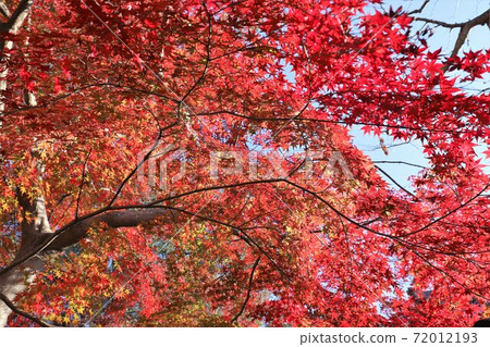 奈良公園秋葉 奈良公園秋葉 72012193