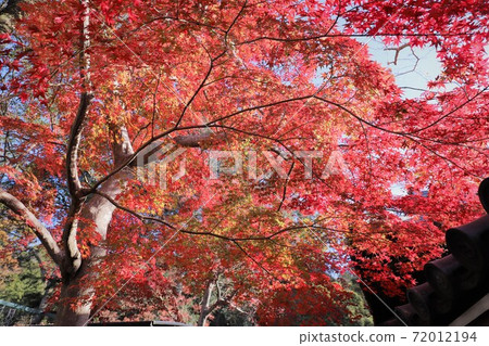 奈良公園秋葉 奈良公園秋葉 72012194