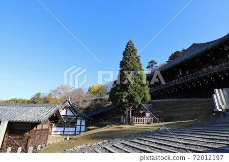 奈良公園秋葉 奈良公園秋葉 72012197