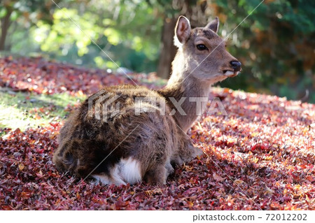 奈良公園秋葉 奈良公園秋葉 72012202