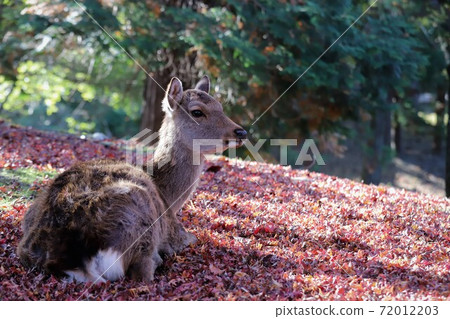 奈良公園秋葉 奈良公園秋葉 72012203