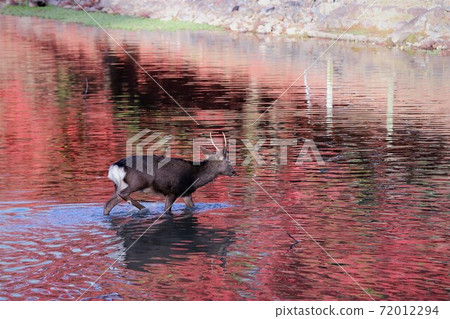 奈良公園秋葉 奈良公園秋葉 72012294