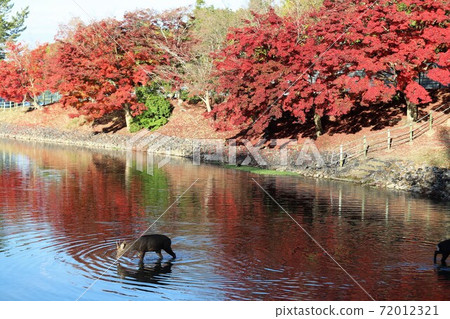 奈良公園秋葉 奈良公園秋葉 72012321