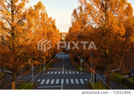 A tree-lined road of Metasequoia that turns red in autumn in Tama City, Tokyo A tree-lined road of Metasequoia that turns red in autumn in Tama City, Tokyo 72012406