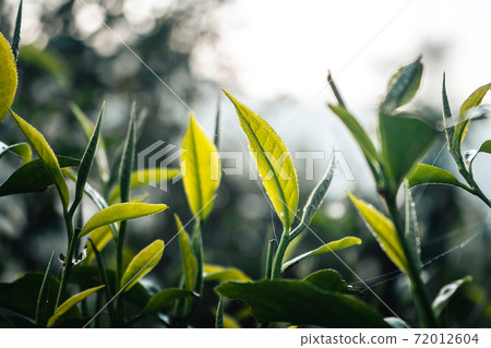 Tea leaves Green tea sprouts At the farm in the morning 72012604