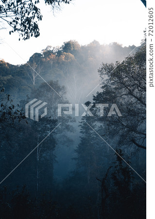 Fog and forest in the morning 72012605