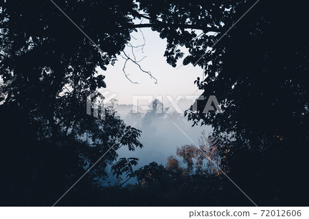 Fog and forest in the morning Fog and forest in the morning 72012606