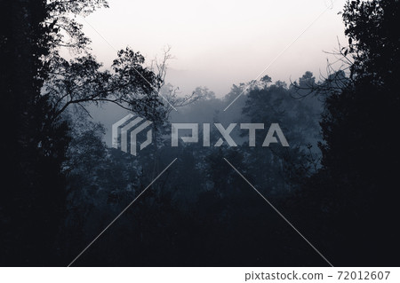 Fog and forest in the morning Fog and forest in the morning 72012607