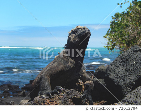 Umiguanah 72012794