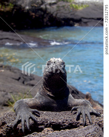 Umiguanah 72012795