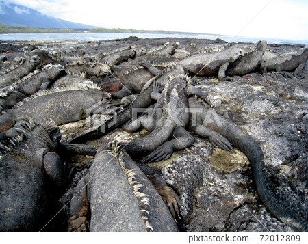 Umiguanah 72012809